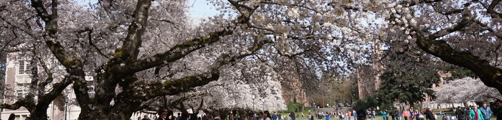 UW Cherry Blossoms